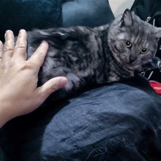 Cinder the foster kitten is letting me show off her funny fur for the first time since she arrived
