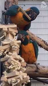 A tasty bite of #ASMR with our blue-throated macaws. Macaws use their powerful hooked beaks to bite through nuts, tough-skinned fruit, and wooden enrichment toys. 😉 Native to Bolivia, the blue-throated macaw is critically endangered due to habitat loss and heavy collection from the wild for the pet trade. There are around 300 individuals left in the wild. The L.A. Zoo has successfully bred this rare bird in its Avian Conservation Center and contributes to its conservation in the field. #Macaw #