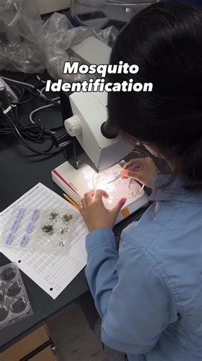 So what is vector control? #mosquitocontrol #mosquitobites #publichealth #mosquito