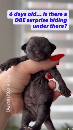 Devon Rex Kittens USA & Canada 🇨🇦🇺🇸| Curly Pride on Instagram: "The million-dollar question: Will she have the “magic” eyes? 💎✨ At 6 days old, this tiny black velvet princess #XoxoCurlyPride is keeping her secrets tucked away. She is a potential DBE (Dominant Blue Eye) Devon Rex, but we won’t know for sure until she’s ready to peek at the world. Even with her eyes closed, she’s already a standout. Look at those developing curls and that perfect “alien” profile! 👽🖤 Whether she has those st