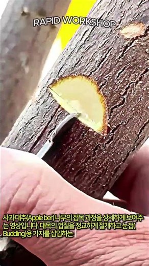 사과 대추 나무 접목하는 방법 #satisfying #process #grafting #gardening #fruit