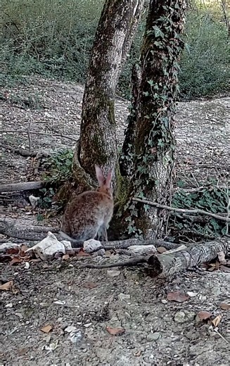 Oh oh , j'ai cru voir ....Ah non j'ai des hallucinations 🤣 #oiseauxanimauxplantesinsectes | Oiseaux animaux plantes et insectes