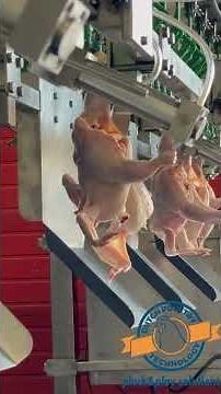 Chicken weighing system