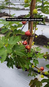 5.6K views · 4.2K reactions | Nggak nyangka kalau buah ini bisa berbuah di Indonesia . #fyp #foryou #buahtin #berkebun #kepsgarden #buahsurga #petaniindonesia #tanamanviral # | Tunggul.prasetya | Facebook
