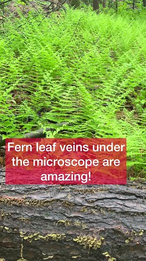 The leaf veins are elaborate networks of vascular tissues. The vascular tissues are the “piping system” of the plant. The Xylem and the Phloem are two different types of