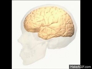 Anterior Cingulate Gyrus on Make a GIF