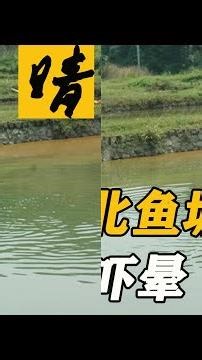 魚塘驚魂！60公斤巨蟒潛伏吞光4000魚苗，養殖戶嚇到昏厥，損失慘重一夜GG了！ #奇闻