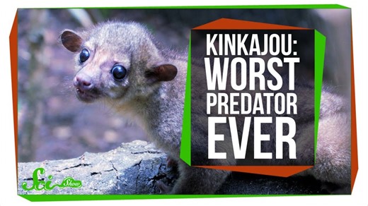 Meet the world's worst carnivore, the kinkajou