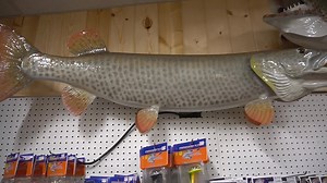 21K views · 672 reactions | Joe Bucher paid us another visit yesterday and dropped off 7 more musky mounts for our awesome wall...very cool video will be put together soon with the stories behind these muskies from the 70's and 80's! | Rollie & Helen's Musky Shop | Facebook