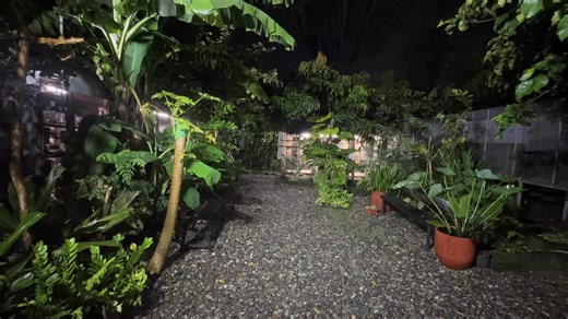 7pm update on Super Typhon Uwan Baliwag City Update – Typhoon Uwan We’re now under Signal No. 3 as Super Typhoon Uwan moves closer to Central Luzon. Heavy rain and strong winds are expected between 10 PM to 2 AM, with the typhoon forecast to pass over Bulacan shortly after midnight. Myko’s Aviary has completed final safety checks — trimming trees, securing enclosures, and preparing backup power. We’re staying alert and prayerful as we wait for the storm’s full impact tonight. 🙏🏽 Please include