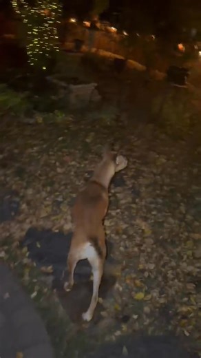 Goodnight my Garden. Until next year 💐 | Richard Anderson