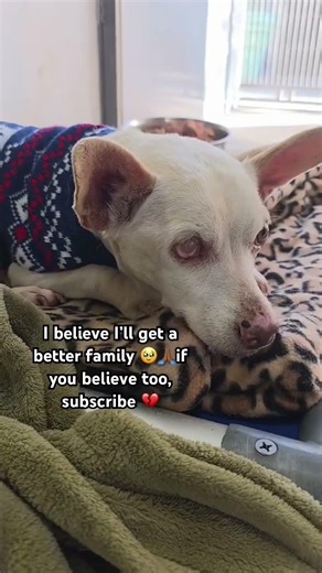Cute dog that deserves a good family I guess 💔🥹🙏🏾please Email samanthalouis083@gmail.com