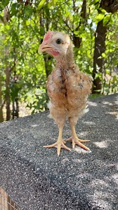 Little chick singing nugget song 🐥 #adorable #backyardchickens #animallover #followers #newvideo #chickenlover #adsonreels #adsonreels #favorite #chicks #rooster #animallover | My lovely Animals