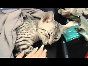Egyptian Mau kitten mewing/talking back - Funny
