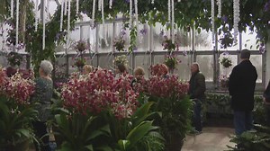 Chicago Botanic Garden showcases tropical orchids and Indian culture in new show