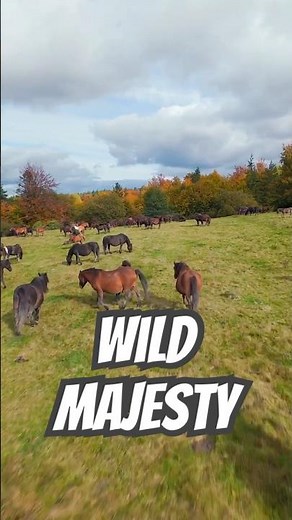 Cinematic Horses & Soft Piano #relaxingmusic #horses #shorts