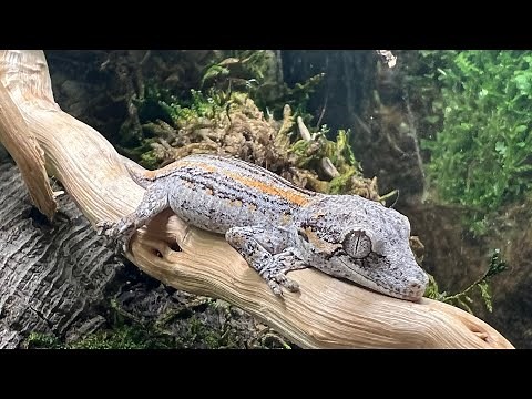 Gargoyle Gecko Care Guide 2022