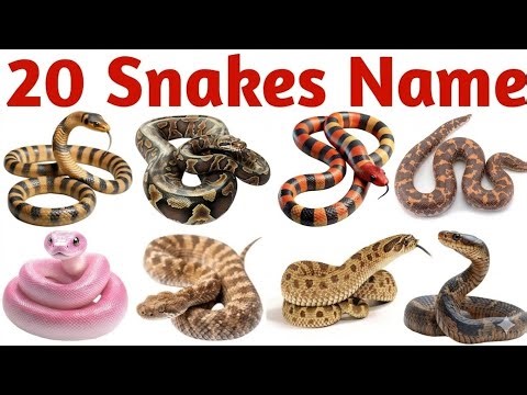 20 Snake Names in English for Kids | Learn Snake Species with Pictures and Sounds