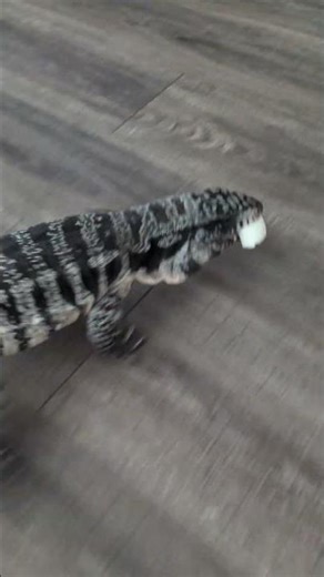 tegu running away with egg