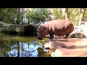 HIPPO FARTS, POOPS AND SPLATTERS DIARRHEA