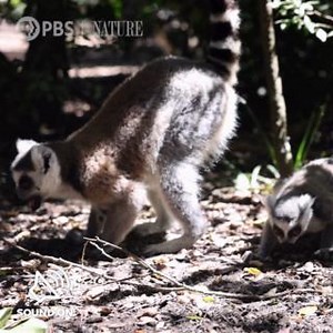 25K views · 448 reactions | Did you know? Ring-tailed lemurs have tails that are longer than their bodies and help them balance while moving through the forest. | Nature | PBS | Facebook