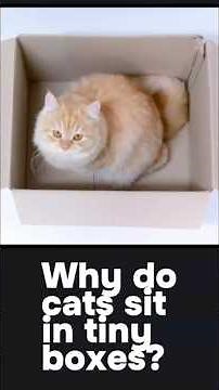 Why Cats LOVE Tiny Boxes | The Real Psychology Explained