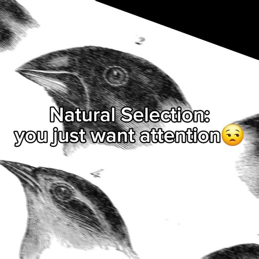 The Evolution of Memes: A Scientific Perspective