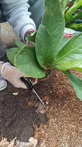 47K views · 536 reactions | This is how we propagate Green Cardboard by top cut. Roots grow most easily from the node, so the cutting has the best chance of taking root. Other types of plant cutting are mid cut, leaf cutting and root cutting. #FBVIDEO #plantingtips #propagation #anthuriumlovers #everyonefollowers #everyone #followers #highlights #topfanbadge #teamangatan | South Victoria Garden | Facebook