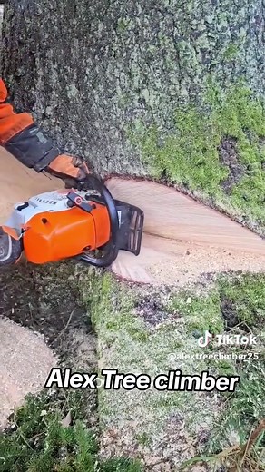 Expert Techniques for Cutting Down a Tree Safely