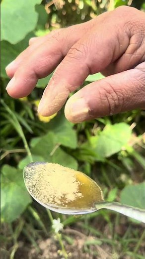 🍯 THE GOLDEN RAY: HONEY AND GINGER TO IGNITE YOUR ROOT HEALTH! 🍯