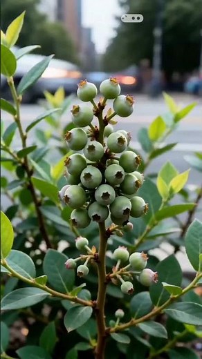 Blueberry Life Cycle: Seed to Fruit Time-Lapse 🫐 #lifecycle