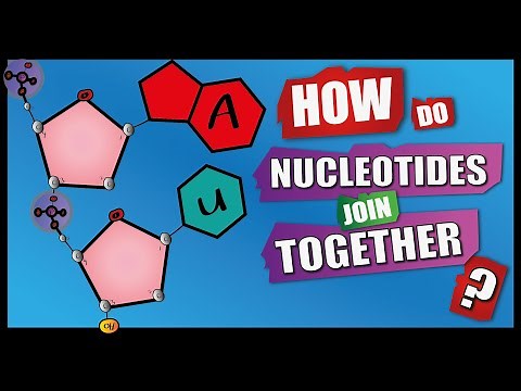 How Do Nucleotides Join Together? | A Level Biology | Phosphodiester Bonds | Condensation reactions