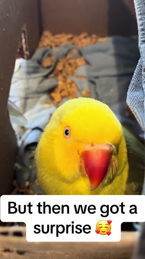 Exciting News for Tinkerbell and Beaker Revealed! 🥚🐦