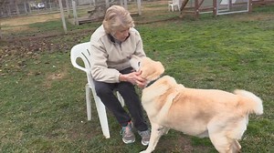 3.5K views · 200 reactions | Tom came to Homeward Bound from Taiwan...