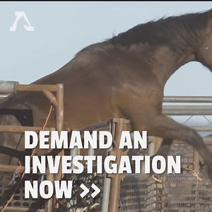 2.6K reactions · 988 shares | The 144 wild horses who have died so far due to an equine virus in a BLM holding facility were either partially or completely unvaccinated against EIV nearly 10 months after being rounded up. This raises questions about the BLM's vaccination procedures. You can help us seek answers by signing our petition to demand an investigation now. | American Wild Horse Conservation | Facebook