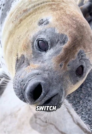 How Do Sea Creatures Sleep Underwater?