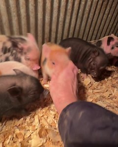 20K views · 2.5K reactions | Belly rubs are life! 3 weeks old tomorrow. These American Mini pigs are growing like crazy. | Charming Mini Pigs | Facebook