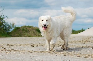 Great Pyrenees - Alchetron, The Free Social Encyclopedia