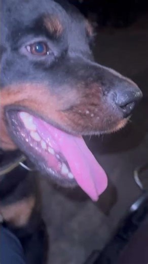 ROTTWEILER ATTACK TRAINING #rottweiler #rottweilerpuppy #rottweilerdogs