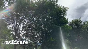 1.4K views · 133 reactions | ‘Bee’ the Rainbow Bee-eater was found by...