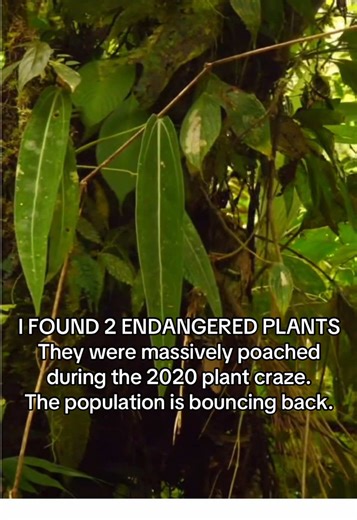 Discovering Rare Endangered Plants in the Rainforest
