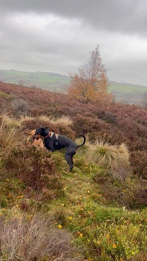 Lily has all the moves, the one towards the end where she sits down 😂 | Woof walkers