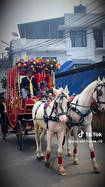 Affordable Horse and Baggi Rides for Your Wedding