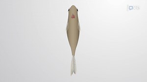 Zebrafish Cardiomyopathy Model: Drug-Induced Cardiotoxicity