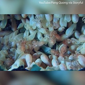 19K views · 146 reactions | These octopus eggs are hatching and it’s unlike anything you’ve seen before | Daily Mail Video | Facebook