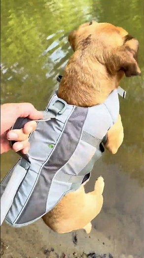 Minion goes for a swim