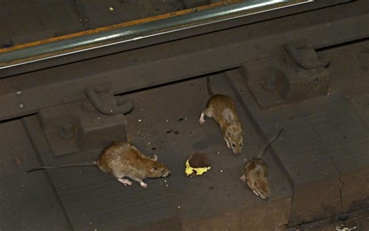 New York City rats are social beasts, even have unique accent, study finds
