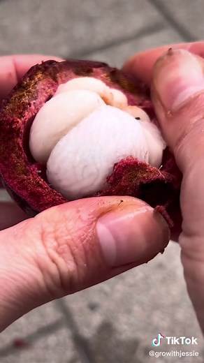 How to Grow Mangosteen - Episode 2