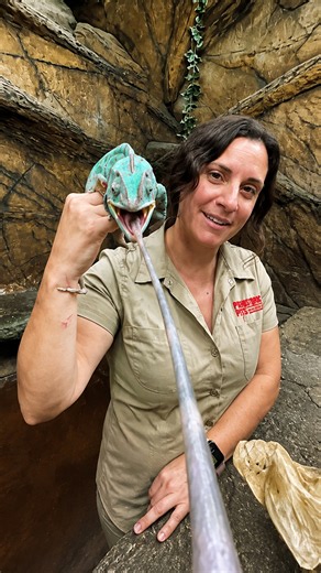 The science of chameleon color changing