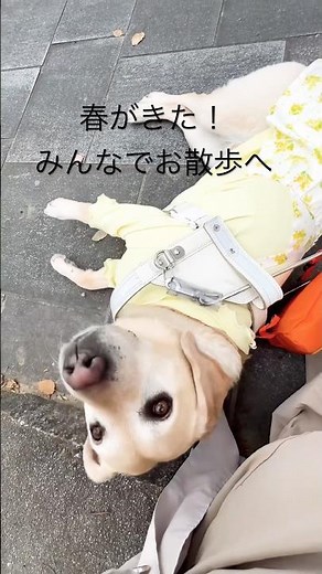 盲導犬おうか 愛犬ソフィアと 視覚障がい者夫婦のお出かけ #大型犬のいる生活 #盲導犬 #可愛い犬動画